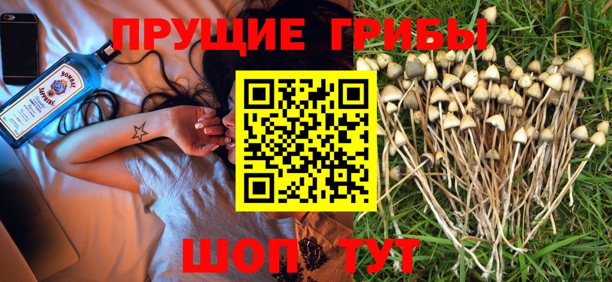 Псилоцибиновые грибы Psilocybine cubensis  Вход с VPN  Астрахань 